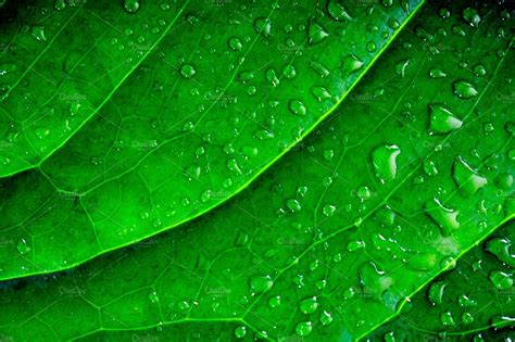 Background Of Green Wet Leaf Nature Stock Photos Creative Market