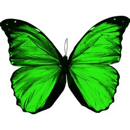 Green flying butterfly PNG image png image