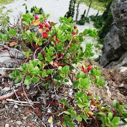 More images for snowberry companion plants » Trees & Shrubs - Nature Companion