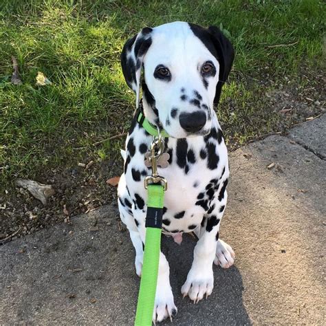 Flash Back To Me When I Was 3months Old Ralph Dalmatian