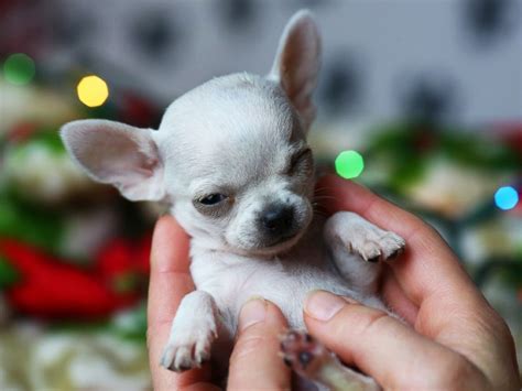 Tiny 154 Pound Chihuahua Earns Title Of Smallest Dog Ever Adopted From