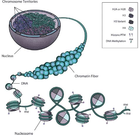 Organizational Network Of Chromatin In The Cell Scheme Depicting