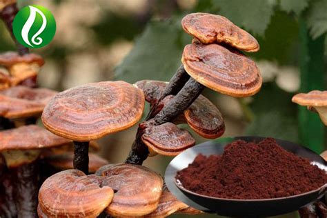 Ganoderma Lucidum Spore Powder Herbal Extract Essential Oil Sea