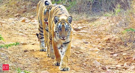 Bihar To Hold Wildlife Census To Make Kaimur Sanctuary Tiger Friendly