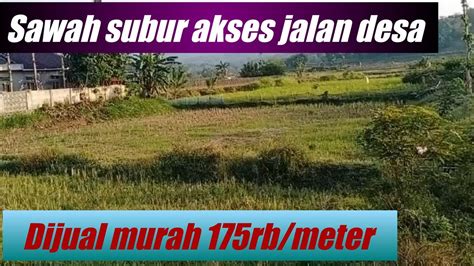 Dijual Murah Tanah Sawah Pinggir Sungai Akses Jalan Utama Desa Harga 175rb Meter