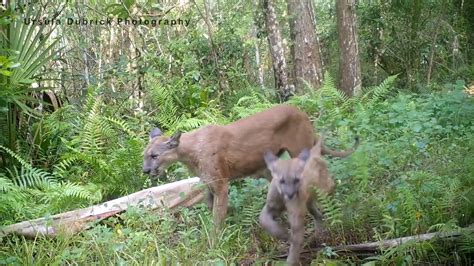 Endangered Florida Panther And Her Kittens Youtube