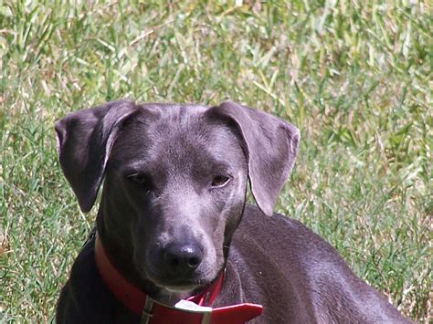 Blue Lacy Greatdogsite