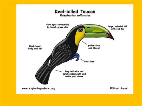 Rainforest Toucan Facts