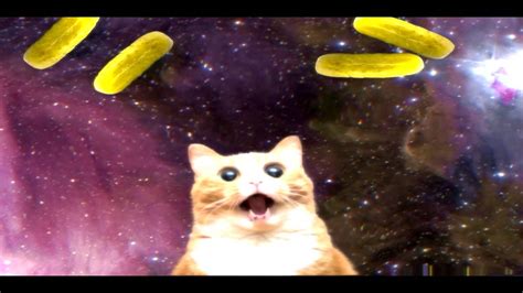 Cats vs pickles are made by cepia llc, manufacturing under blue whale™, a privately held company headquarted in st. Pickle Cat! - YouTube