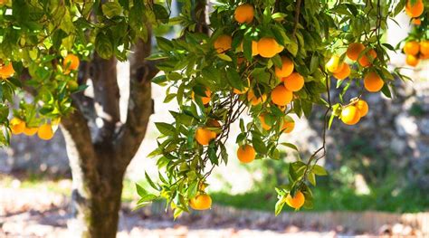 Pomarańcze - dlaczego warto je jeść? - Spirulinabio