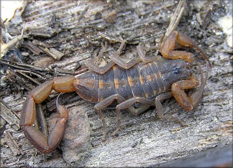 Maybe you would like to learn more about one of these? Types of Florida Scorpions And How to Get Rid of Them