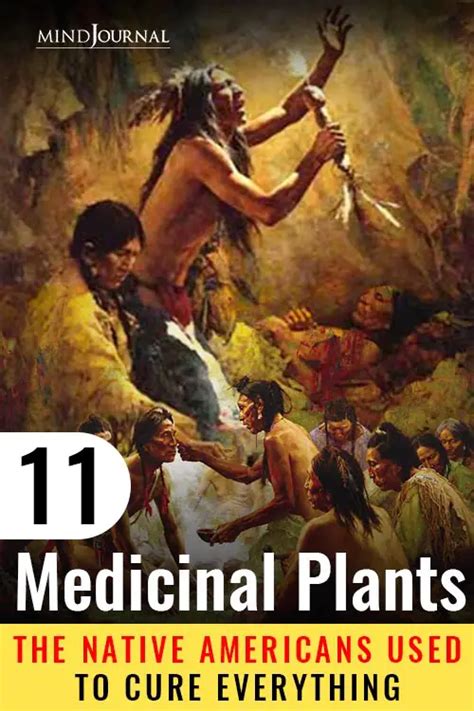 11 medicinal plants used by native americans as remedies