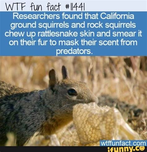 Wtf Fun Fact Researchers Found That California Ground Squirrels