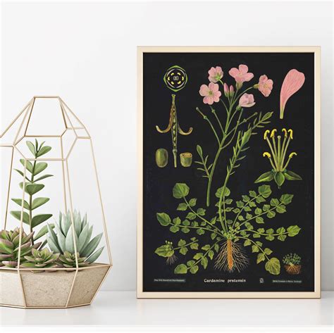 Vintage Botanical Print By Ink And Sons