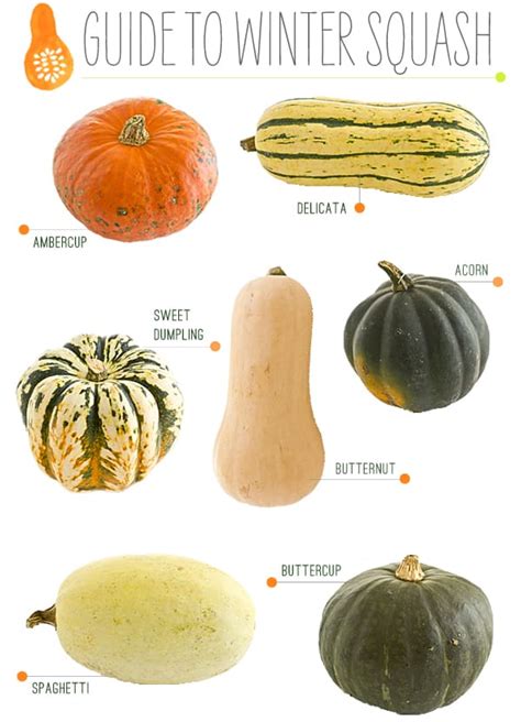A Visual Guide To Winter Squash Varieties Squash My Xxx Hot Girl