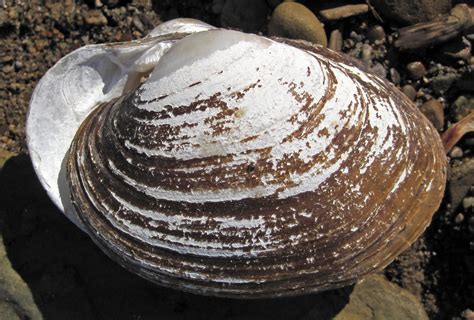 Unionid Bivalve Salt Creek Gravel Bar Haynes Hocking Co Flickr