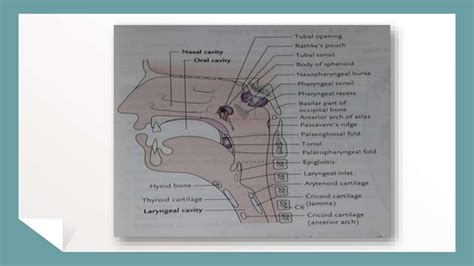 Surgical Anatomy Of Nasopharynx Debashis Nanda