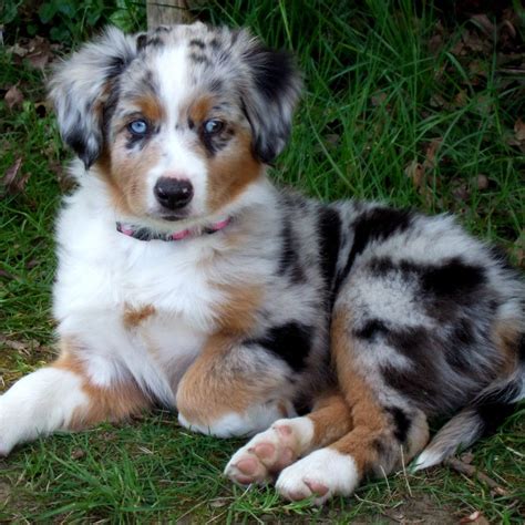 Puppies will be registered on limited we have a lovely 14 week old female available for sale to an approved home. Miniature Australian Shepherd Breed Guide - Learn about ...