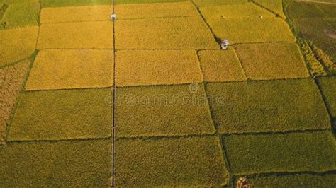 Aerial View Of A Rice Field Philippines Stock Photo Image Of Plant