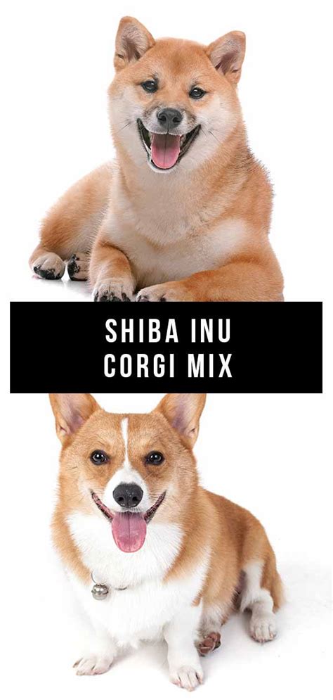 Shiba inu corgi mix dogs are likely to have a strong herding instinct, a dedicated work ethic, and a wariness of unfamiliar people. Shiba Inu Corgi Mix - Is This Cross the Perfect Family Pet?