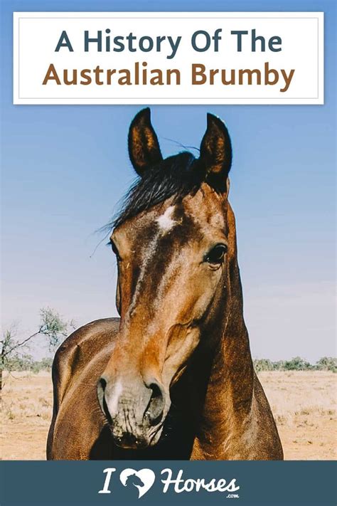 All About The Brumby Australias Controversial Feral Horse Brumby
