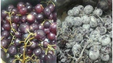 Mitos buah pinggang episod 1: Petua Cuci Buah Anggur | SINAR