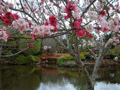 The top 10 cherry blossom locations across japan, in our opinion. Cherry blossom - Picture of Japanese Garden, Toowoomba - Tripadvisor