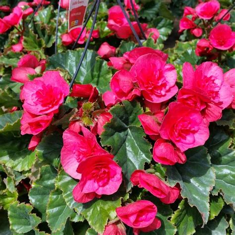 Save big on your fall home refresh with deeper discounts on red tag items! Begonia Rieger Begonia Rieger Evi Bright Pink from ...
