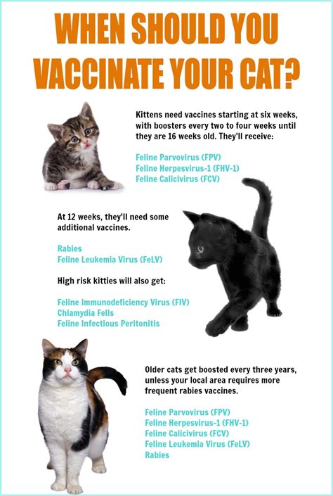 All of these must be boosted periodically to keep your cat safe. Trials & Terror: How To Make Vet Trips for Vaccinations ...