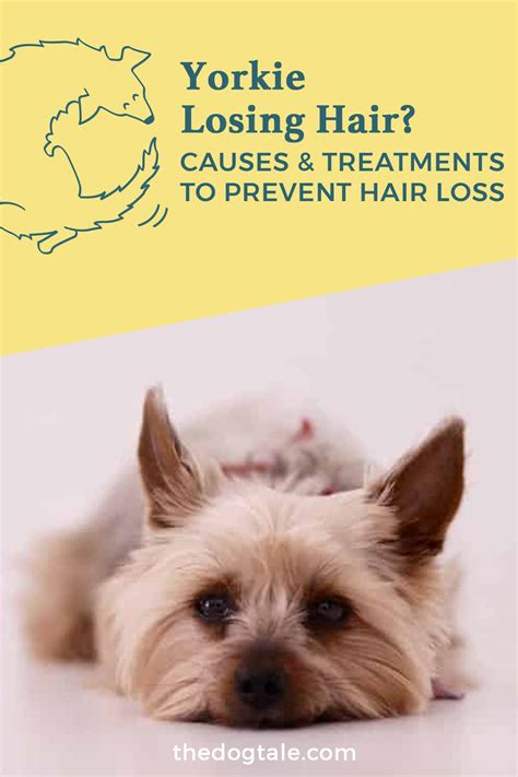 And while alternative hair loss theories get us closer to the answers, they still have holes. Yorkie Losing Hair? Causes & Treatments to Prevent Hair ...