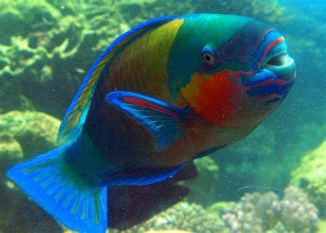 The Hidden Mysteries Of The Parrotfish Not Tomatoes