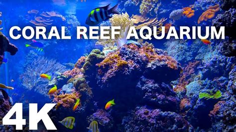 Aquariums Aquarium 4k Coral Reef 4k With Water Sound 10