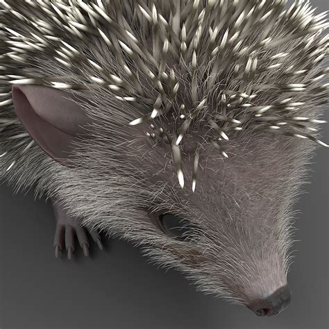 Hedgehog Modelled 3d Model