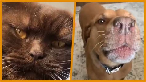 🤣 Funniest 🐶 Dogs And 😻 Cats Awesome Funny Pet Animals Videos 😇 Youtube