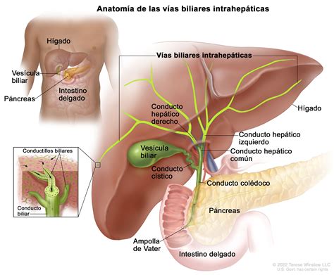 Viaje Girar Pantalones Anatomia De La Vesicula Biliar Imagenes Guerrero