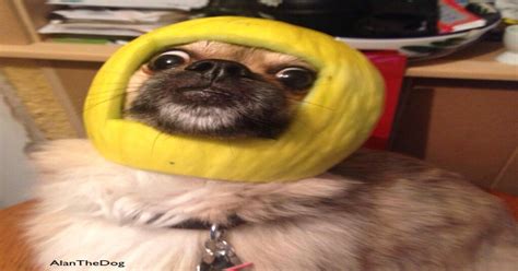 Psbattle A Dog And His Melon Photoshopbattles