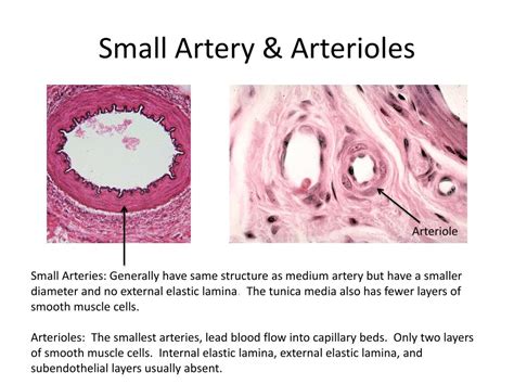 Elastic Artery Vs Muscular Artery Histology