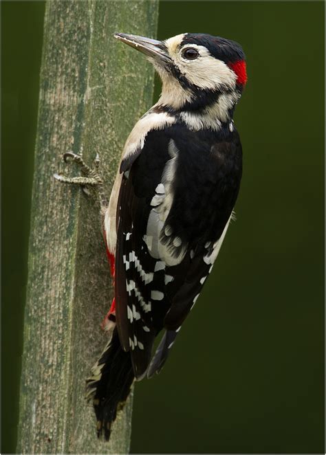 Great Spotted Woodpecker By Gary Watson Birdguides