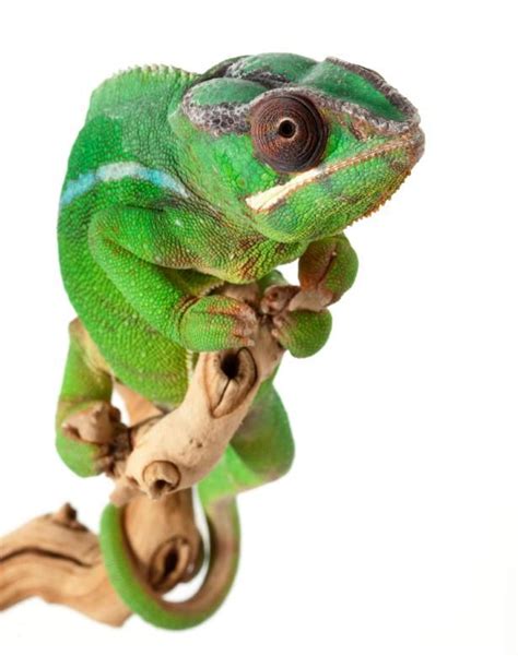 18 Fun And Compelling Chameleon Facts Lovetoknow Pets Chameleon