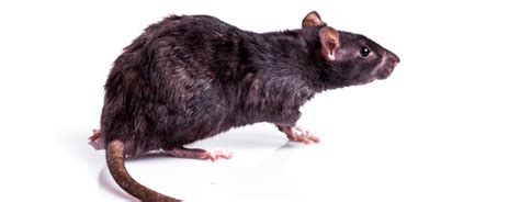 Weil ammoniak giftig ist, wurden die rettungskräfte. Rattenkot erkennen | Rattenkot Entfernen. 2020-02-28