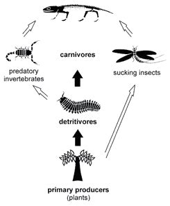 The level with the least biomass are the highest predators in the food chain, such as foxes and eagles. Biodiversity in the Coal Age · Joggins Fossil Cliffs, Nova ...