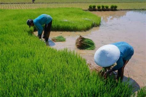 Kemudian indonesia mulai bermimpi sehingga bisa menjadi lumbung padi di asia dan dunia. 7 Cara Menanam Padi Yang Benar Untuk Pemula LENGKAP