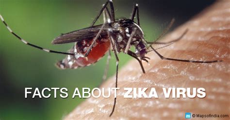 About Zika Virus History Facts Symptoms Prevention And Treatment