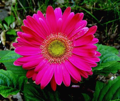 Pink Daisy Flower With Green Center