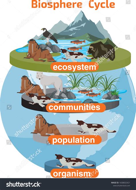 Biosphere Cycle Cycle Ecosystem Communities Population Stock Vector
