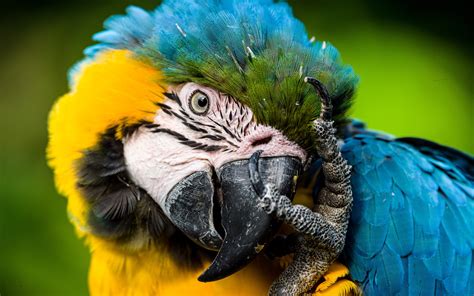 Download Wallpapers Blue And Yellow Macaw Blue And Yellow Parrot