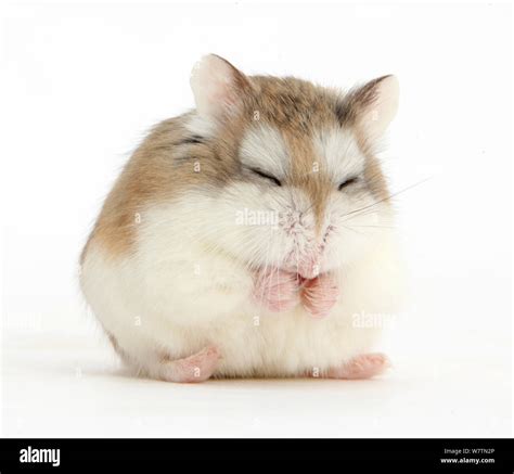 Roborovski Hamster Phodopus Roborovskii Asleep Sitting Up Against