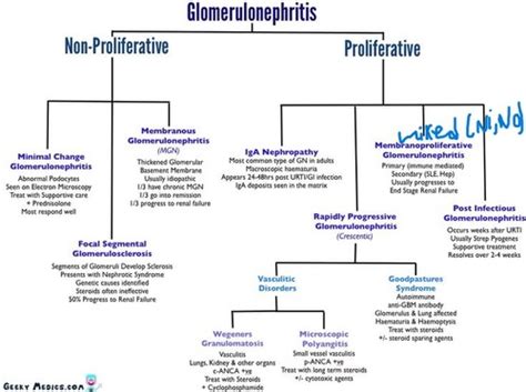 Glomerulonephritis Flashcards Quizlet