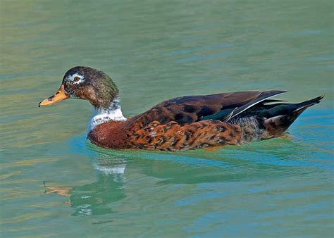 Femalemale Hybrid Mallard Duck Pentax User Photo Gallery