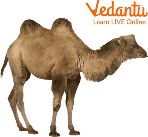 Camel Learn Definition Facts And Uses